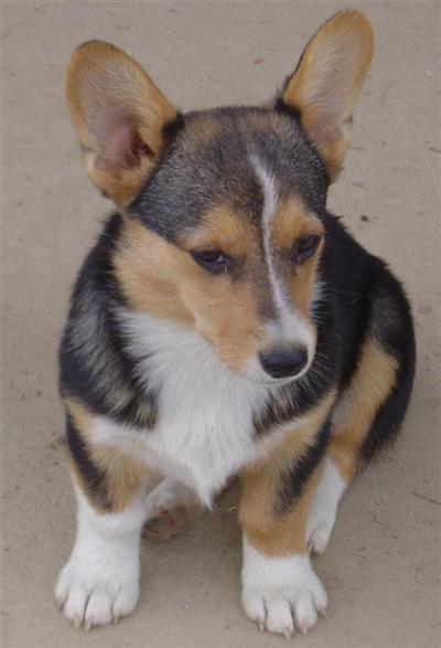 Pembroke Welsh Corgi Puppies for Sale